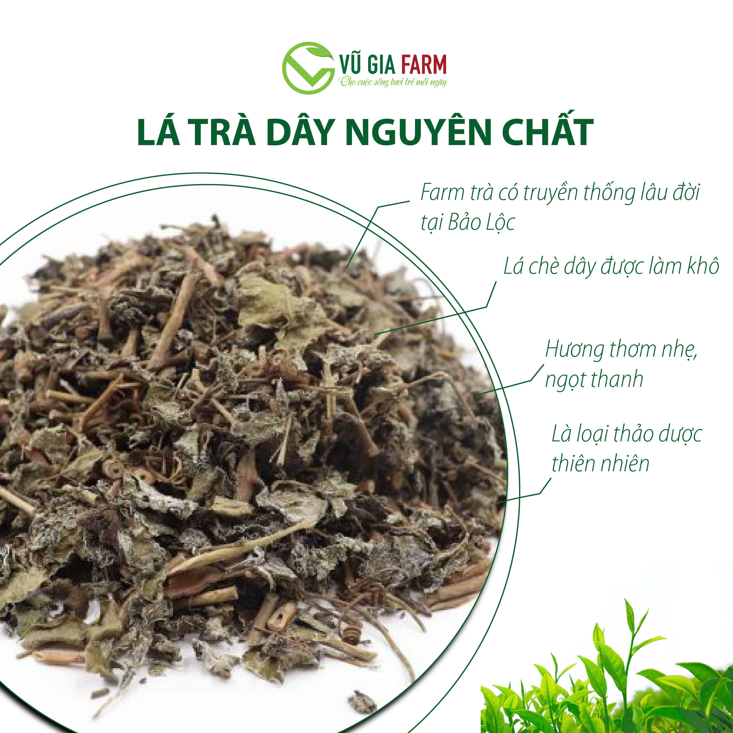 Trà Dây Túi Lọc Nguyên Chất Bảo Lộc Vũ Gia (20 gói/ hũ) - Ảnh 4