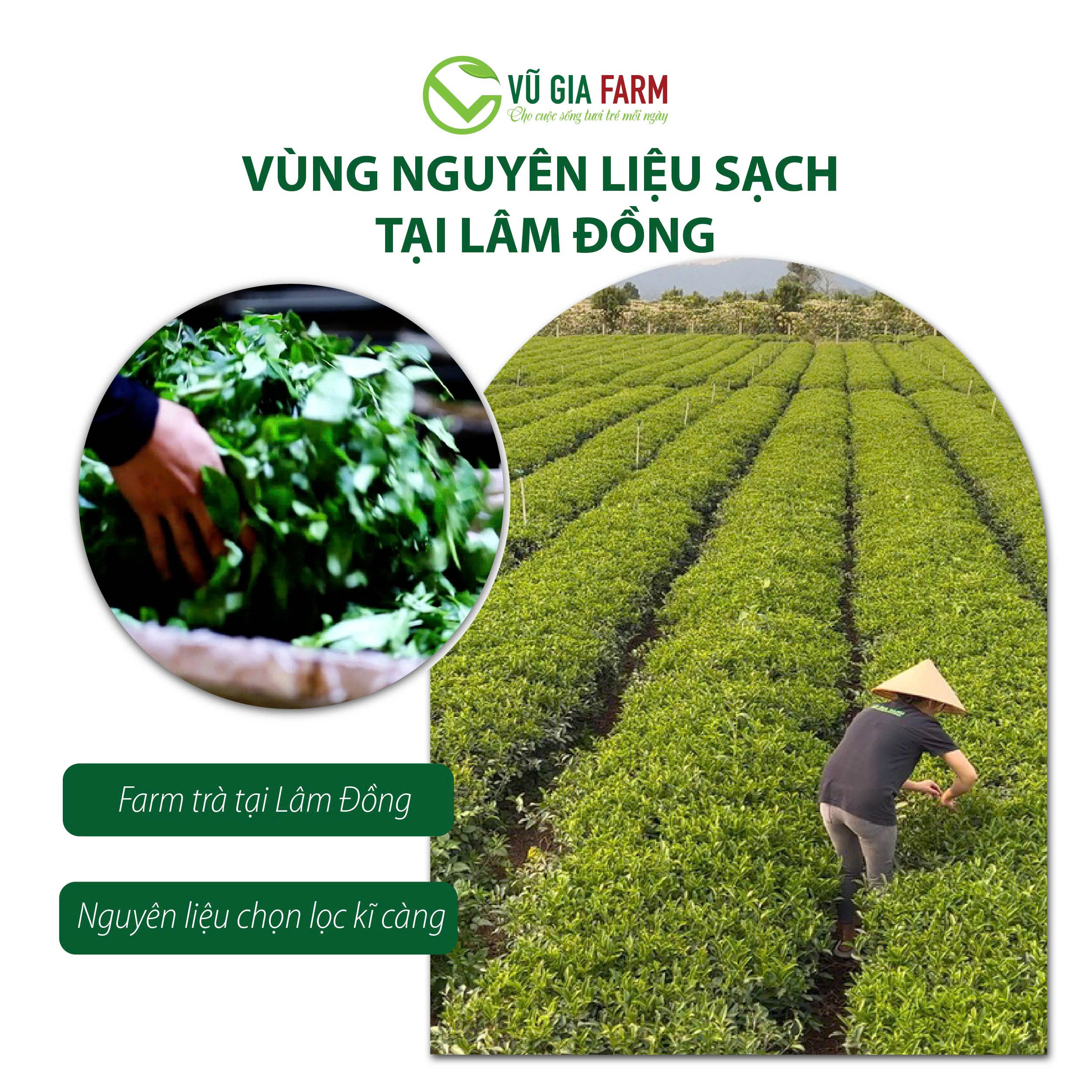 Trà Dây Túi Lọc Nguyên Chất Bảo Lộc Vũ Gia (20 gói/ hũ) - Ảnh 7