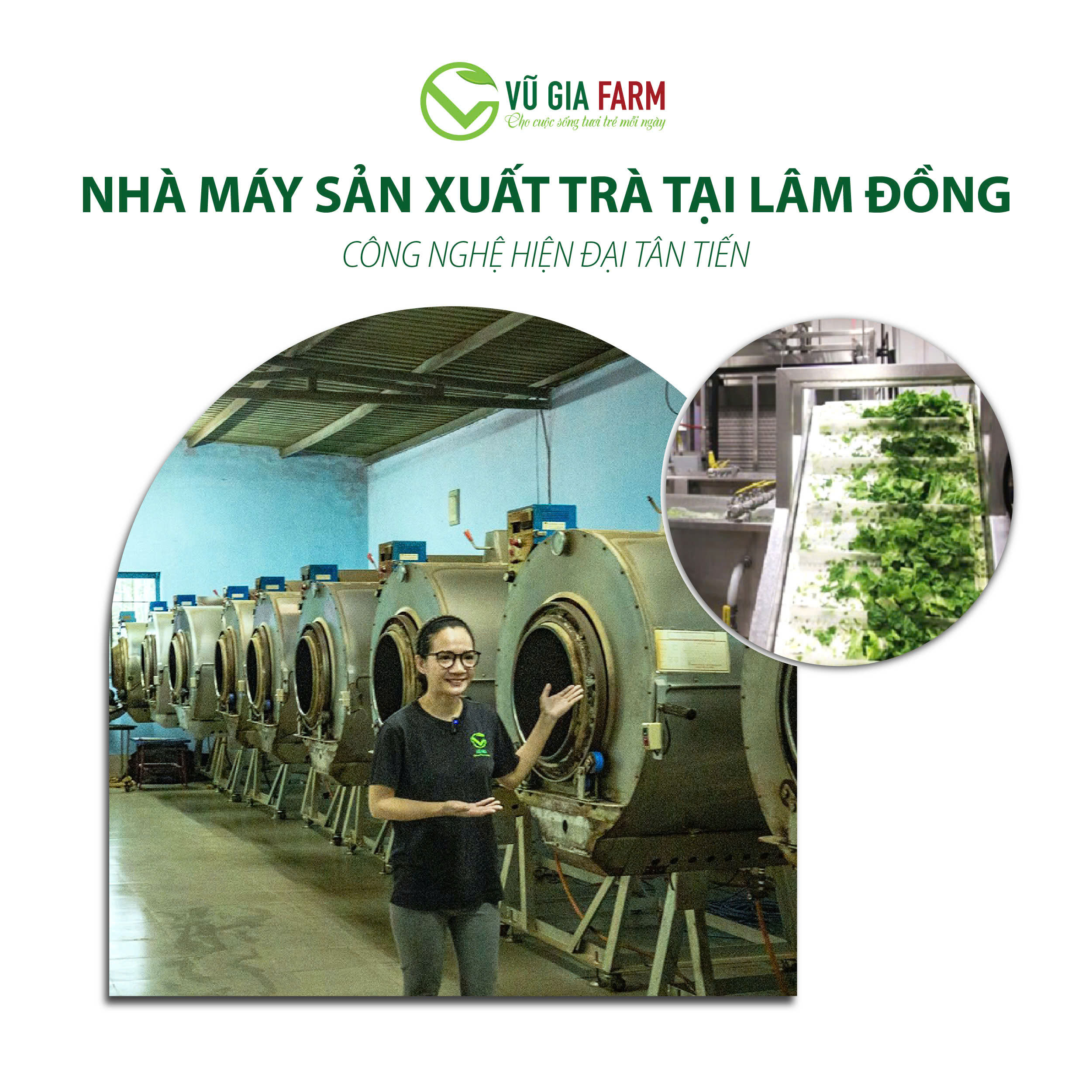 Trà Dây Túi Lọc Nguyên Chất Bảo Lộc Vũ Gia (20 gói/ hũ) - Ảnh 8