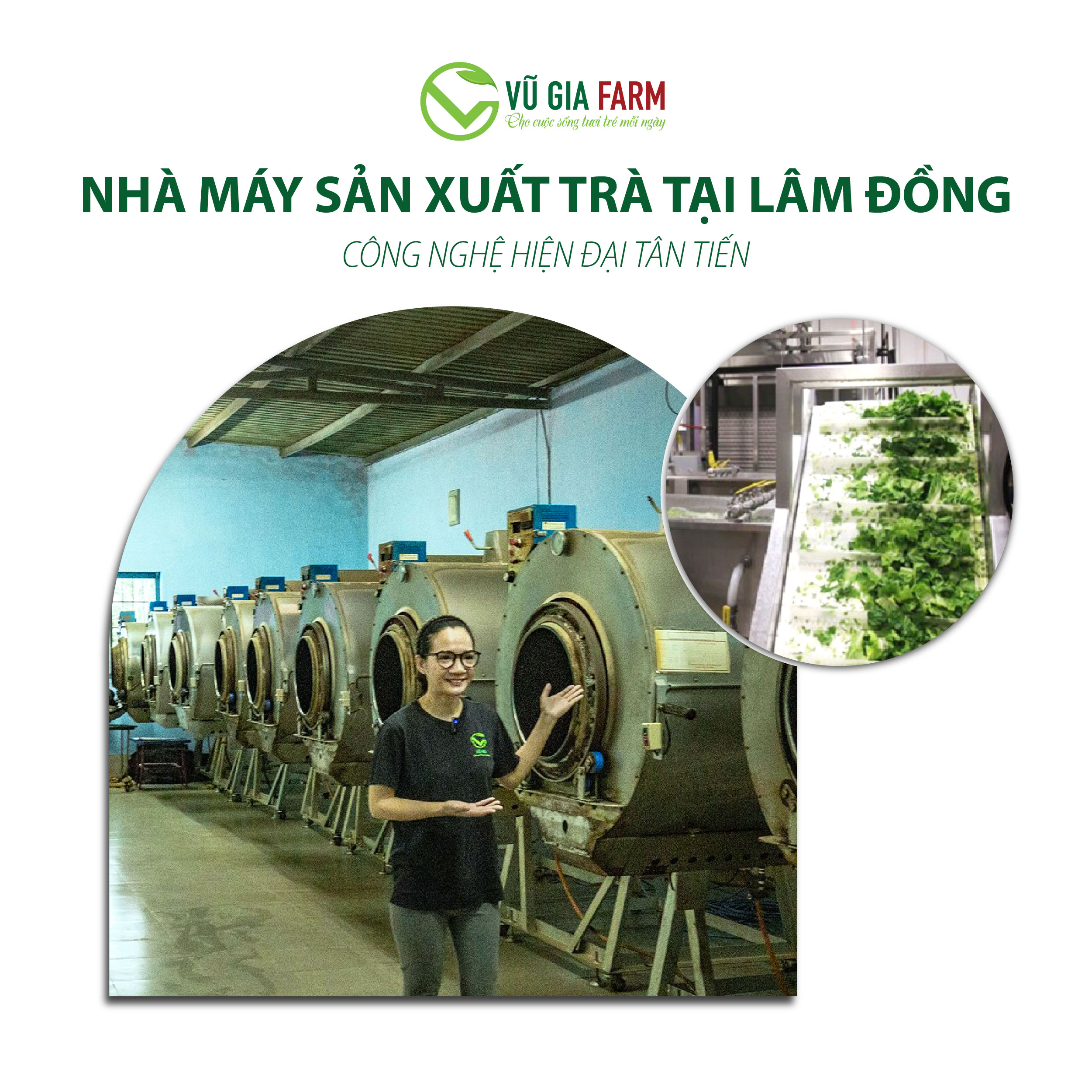 Lục Trà ( Trà Xanh) Nguyên Chất Vũ Gia (50g/ túi) - Ảnh 5