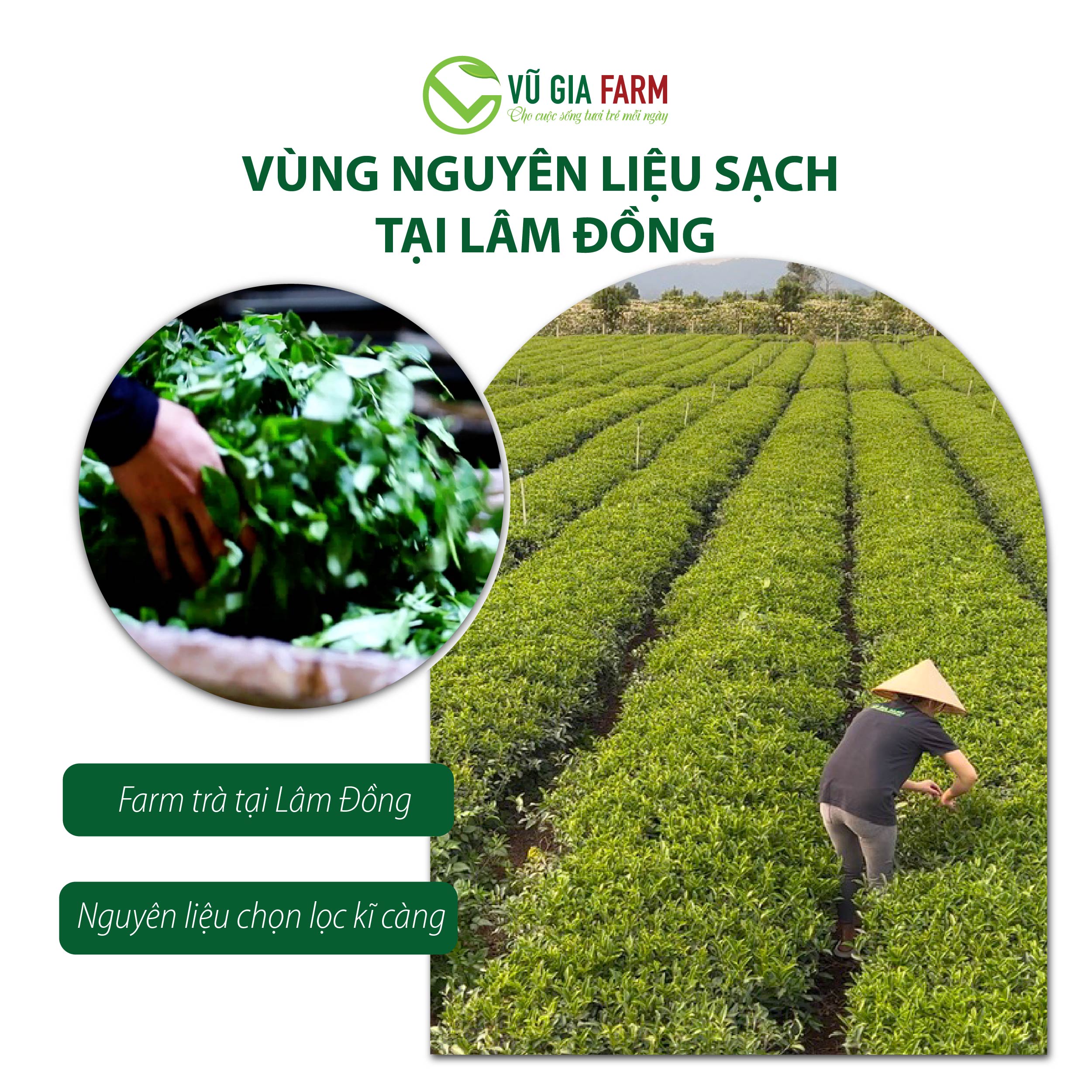 Hồng Trà ( Trà Đen) Nguyên Chất Vũ Gia (100g/ túi) - Ảnh 7