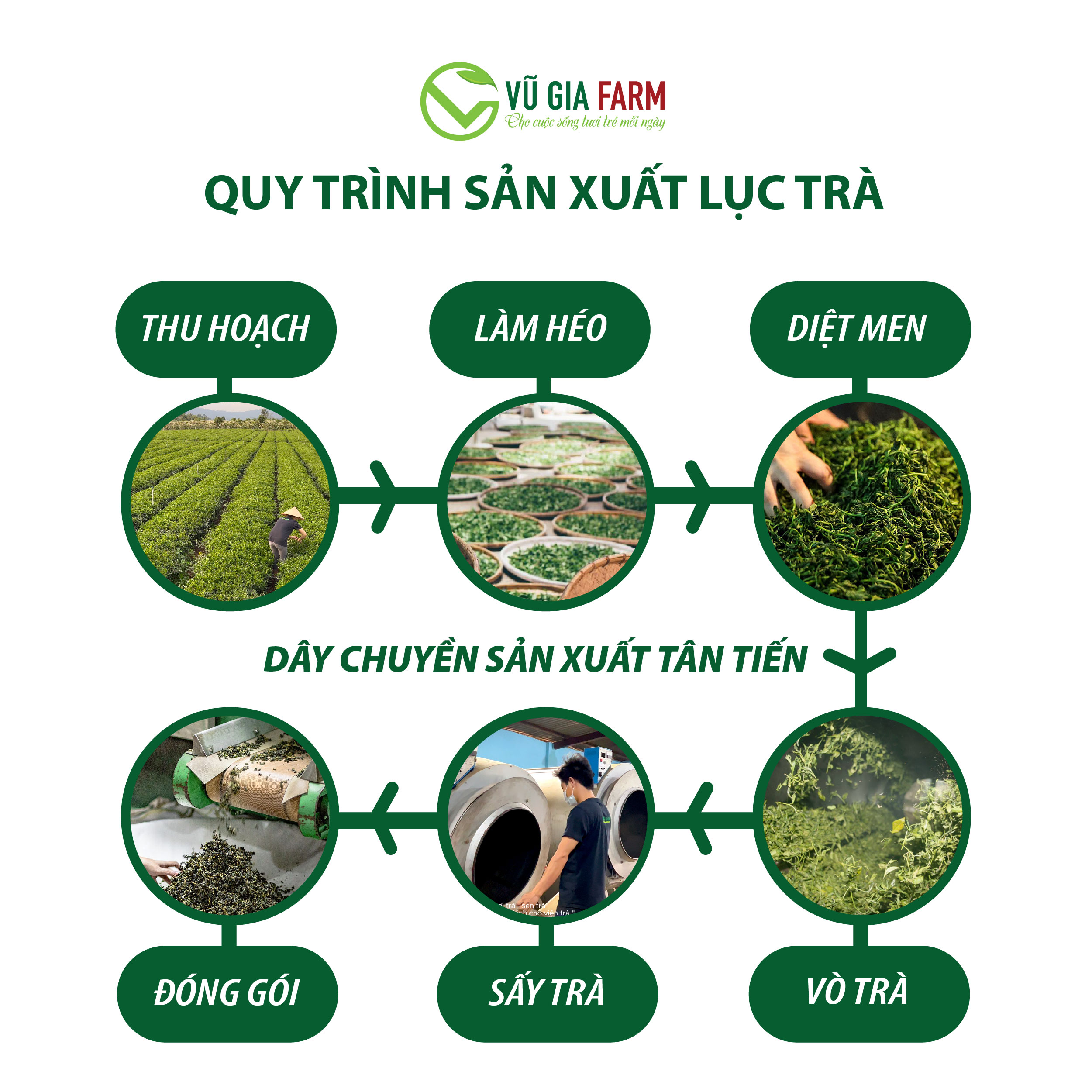 Lục Trà ( Trà Xanh) Nguyên Chất Vũ Gia (50g/ túi) - Ảnh 4