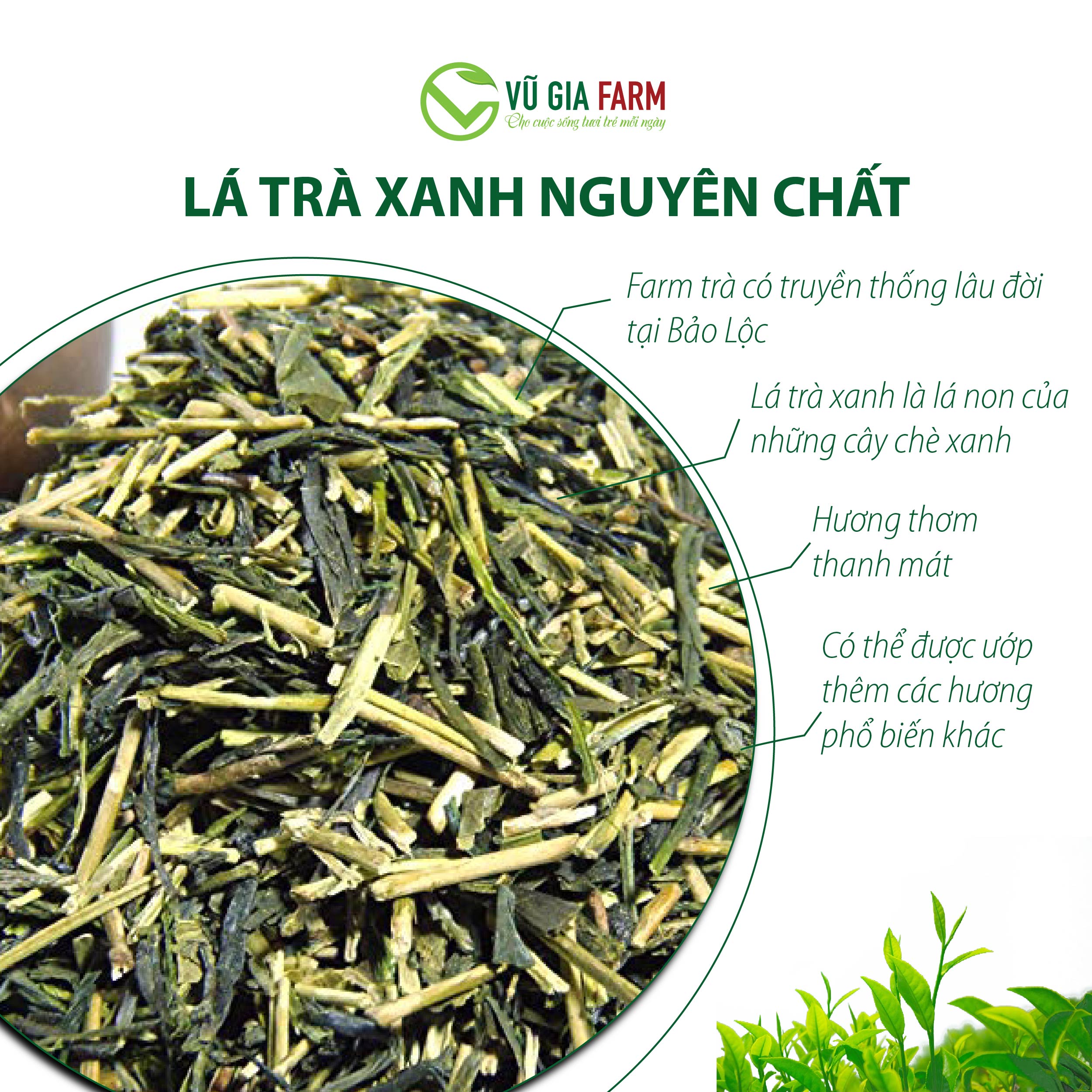 Lục Trà ( Trà Xanh) Nguyên Chất Vũ Gia (50g/ túi) - Ảnh 8