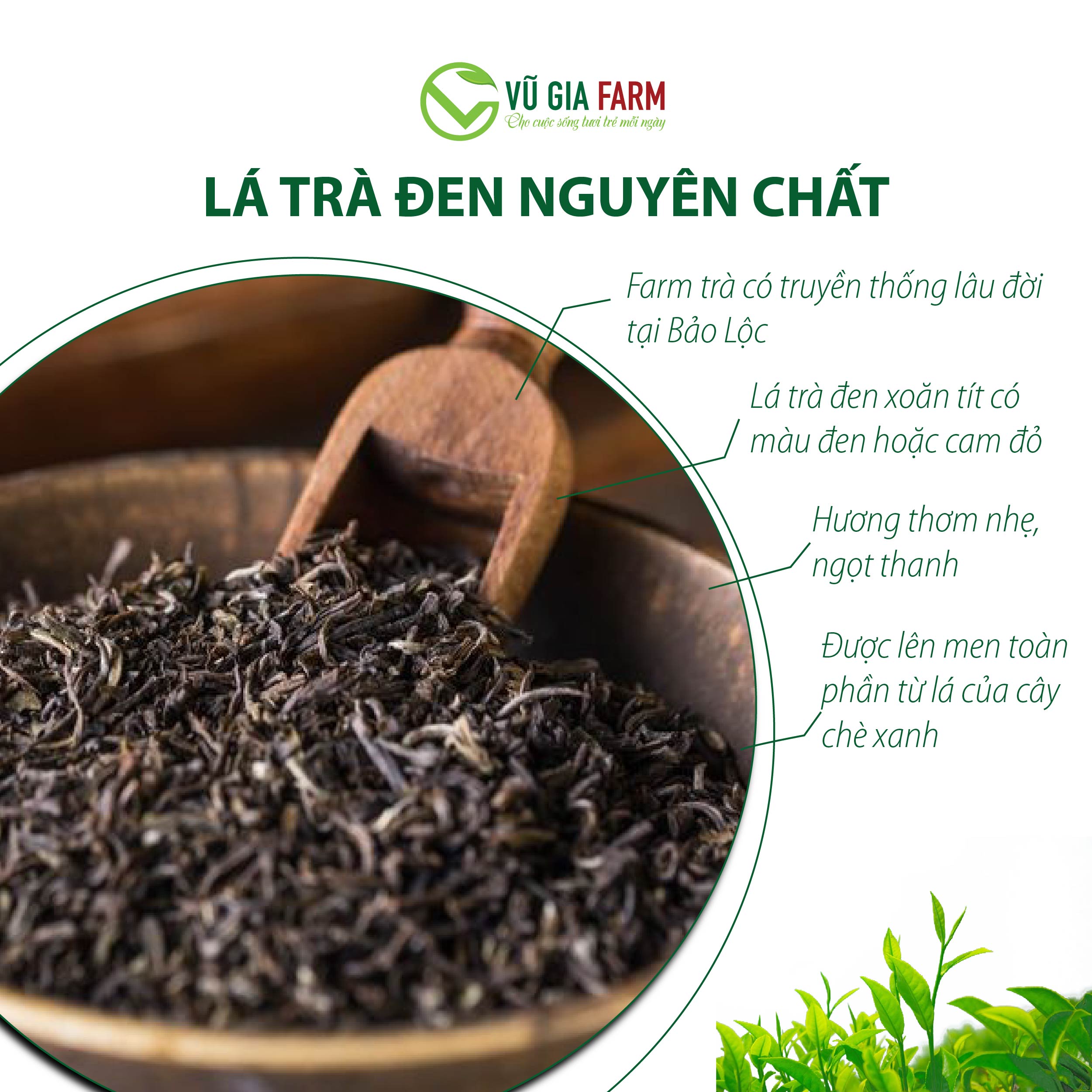 Hồng Trà ( Trà Đen) Nguyên Chất Vũ Gia (100g/ túi) - Ảnh 4